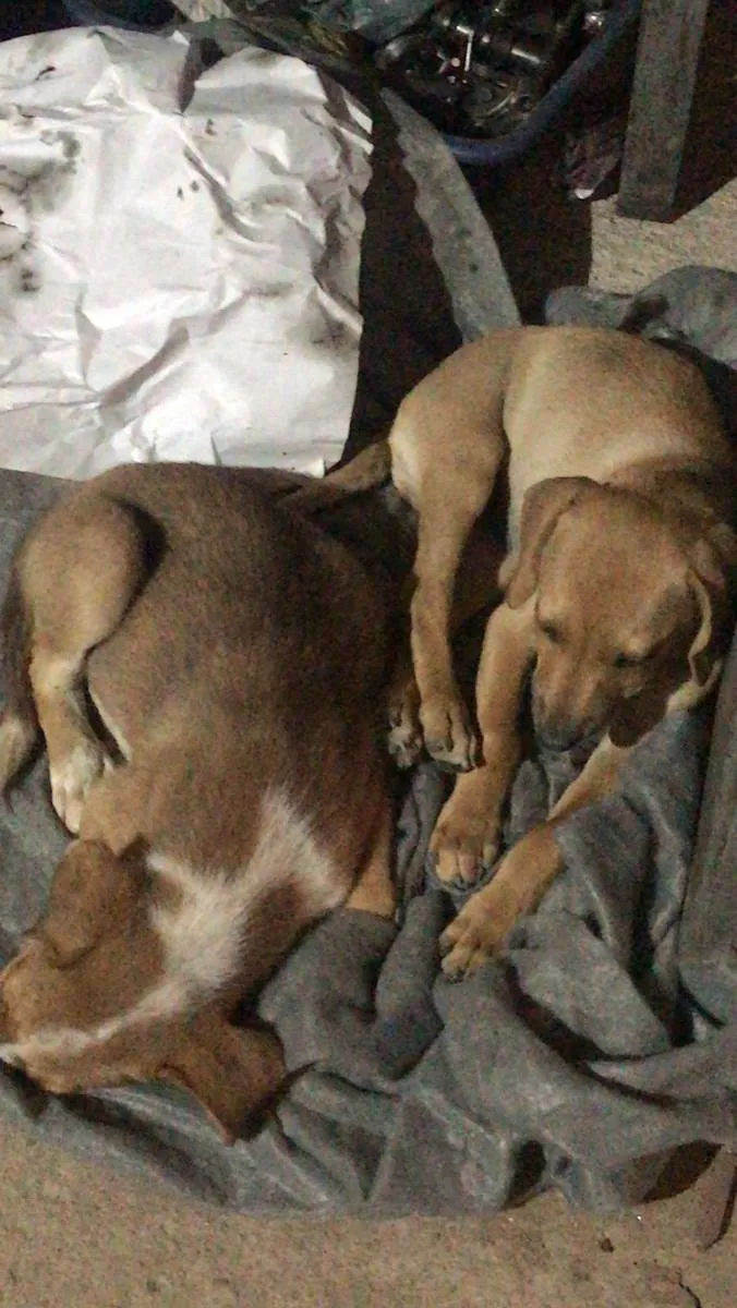 Cachorro ra a Vira lata idade Abaixo de 2 meses nome Caramelo