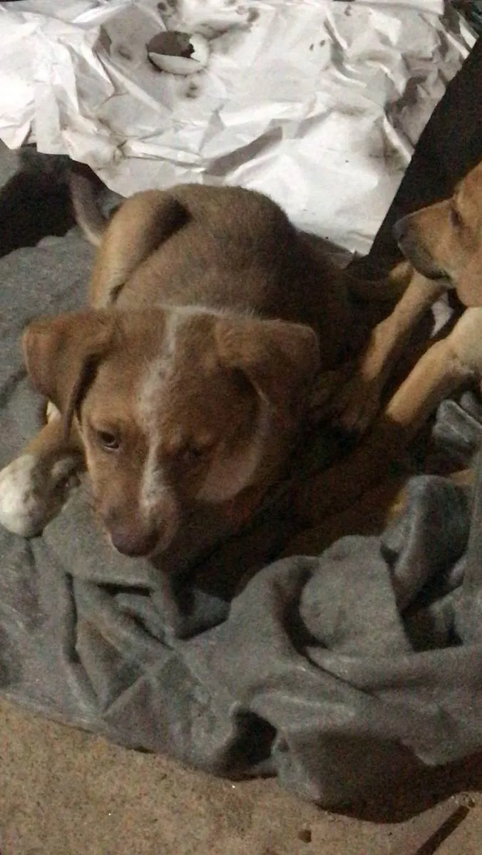 Cachorro ra a Vira lata idade Abaixo de 2 meses nome Caramelo