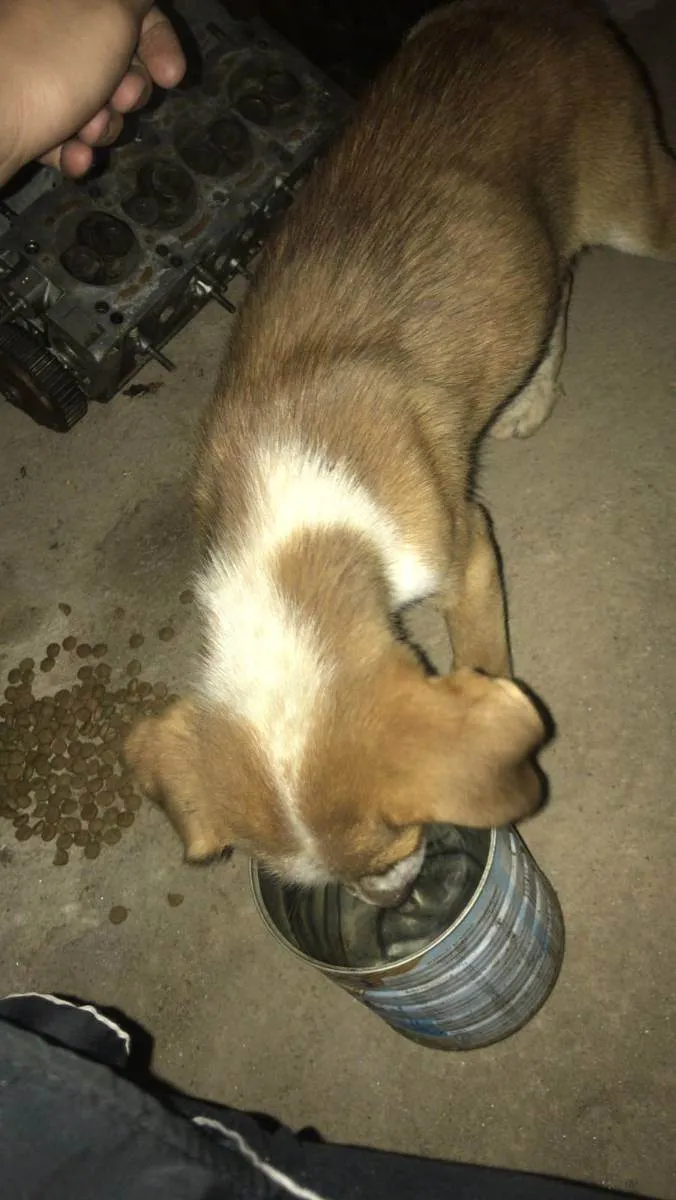 Cachorro ra a Vira lata idade Abaixo de 2 meses nome Caramelo