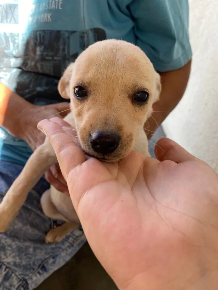 Cachorro ra a SRD idade Abaixo de 2 meses nome Susie