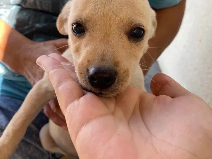 Cachorro ra a SRD idade Abaixo de 2 meses nome Susie