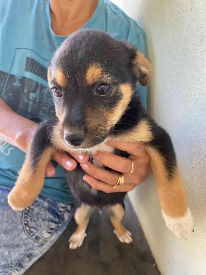 Cachorro ra a SRD idade Abaixo de 2 meses nome Theodoro 