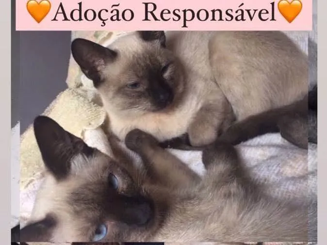 Gato ra a Vira lata idade 2 a 6 meses nome Kikiu e Marrie