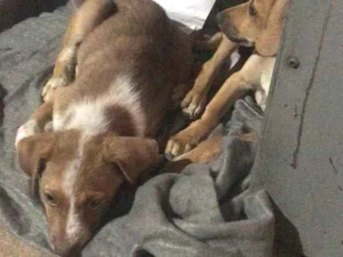 Cachorro ra a Vira lata idade Abaixo de 2 meses nome Caramelo