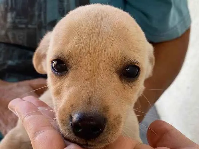 Cachorro ra a SRD idade Abaixo de 2 meses nome Susie