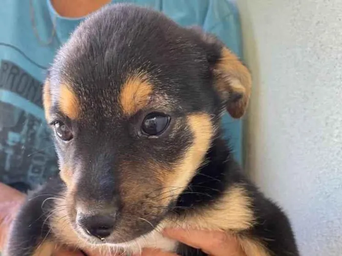 Cachorro ra a SRD idade Abaixo de 2 meses nome Theodoro 