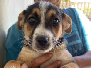 Cachorro raça SRD  idade Abaixo de 2 meses nome Francisco 