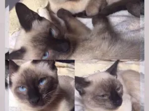 Gato raça Vira lata idade 2 a 6 meses nome Kikiu e Marrie