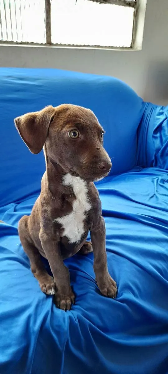 Cachorro ra a  idade 2 a 6 meses nome não tem nome 
