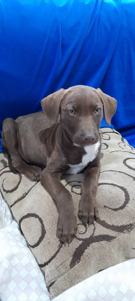 Cachorro ra a  idade 2 a 6 meses nome não tem nome 