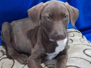 Cachorro raça  idade 2 a 6 meses nome não tem nome 
