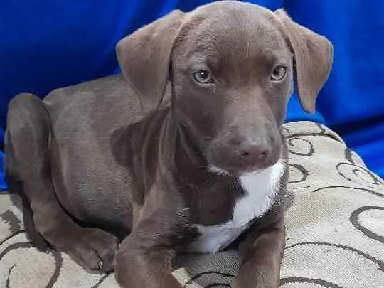 Cachorro ra a  idade 2 a 6 meses nome não tem nome 