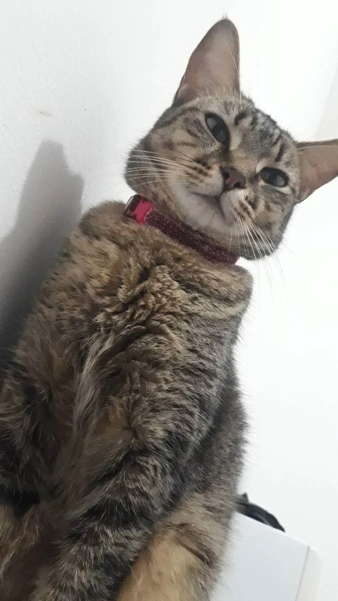 Gato ra a Fêmea  idade 4 anos nome Micaella