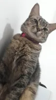 Micaella