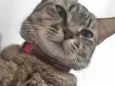 Micaella