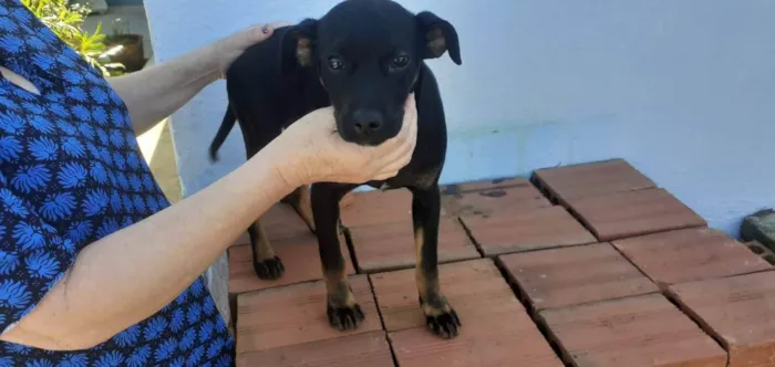 Cachorro ra a Vira Lata idade 7 a 11 meses nome Kiara