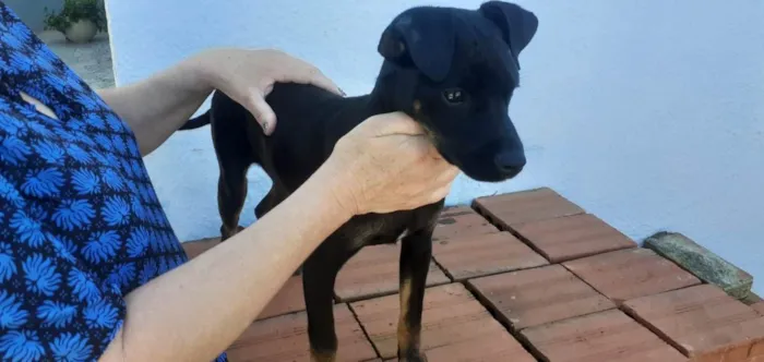 Cachorro ra a Vira Lata idade 7 a 11 meses nome Kiara