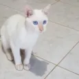 Branquinho
