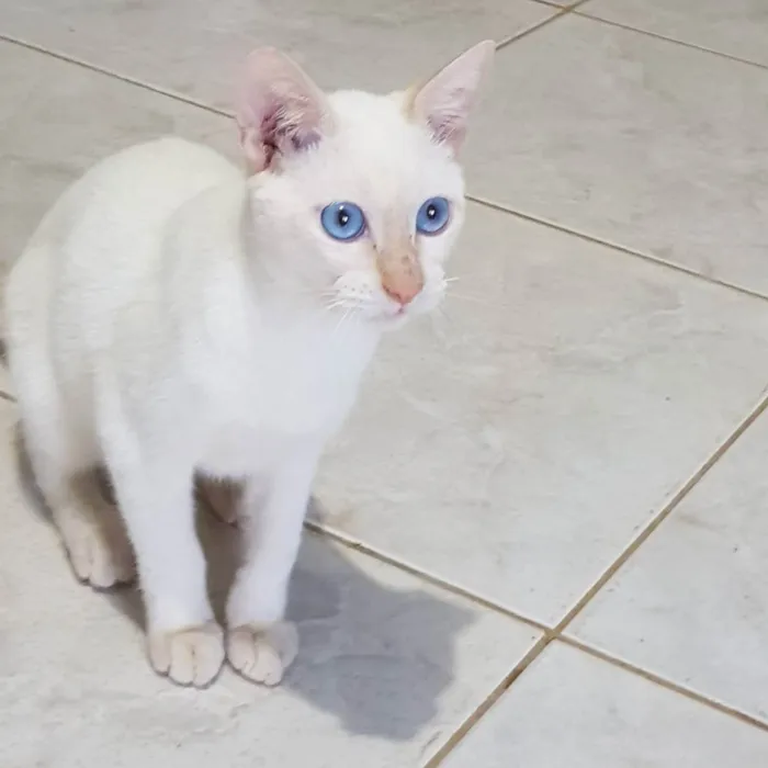 Gato ra a Felino SRD idade 2 a 6 meses nome Branquinho