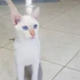 Branquinho