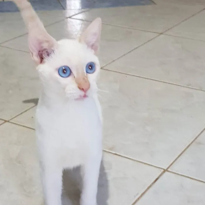 Gato ra a Felino SRD idade 2 a 6 meses nome Branquinho
