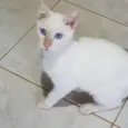 Branquinho