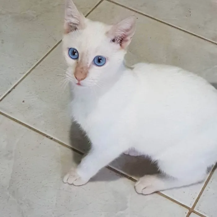 Gato ra a Felino SRD idade 2 a 6 meses nome Branquinho