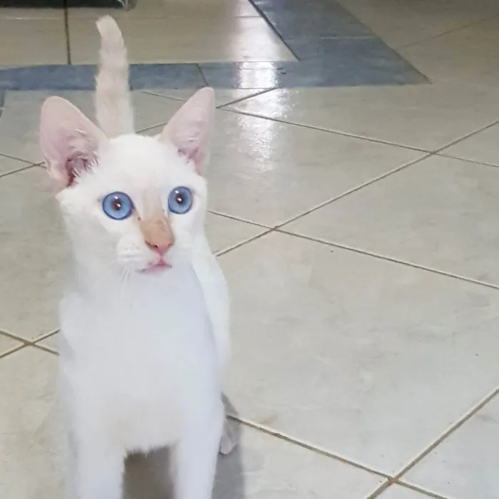 Gato ra a Felino SRD idade 2 a 6 meses nome Branquinho