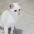 Branquinho