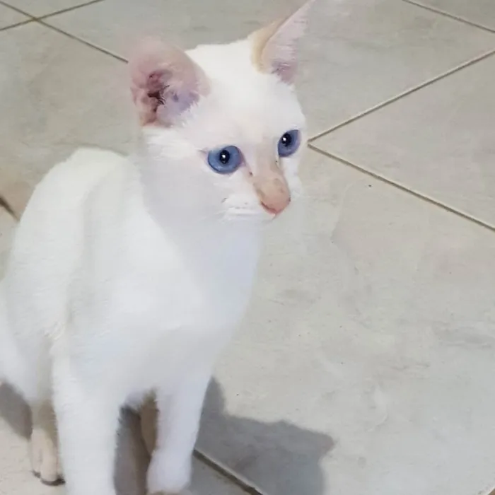 Gato ra a Felino SRD idade 2 a 6 meses nome Branquinho