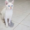 Branquinho