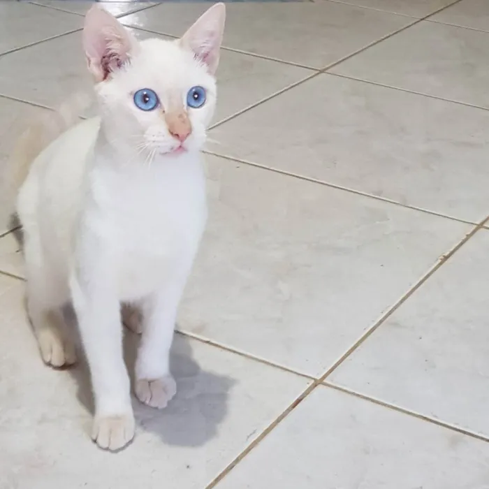 Gato ra a Felino SRD idade 2 a 6 meses nome Branquinho