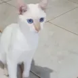 Branquinho