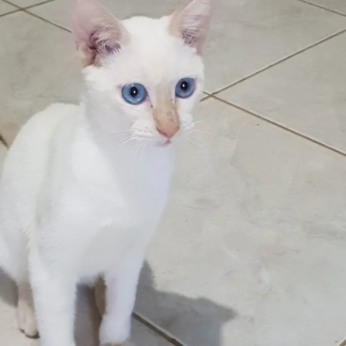 Gato ra a Felino SRD idade 2 a 6 meses nome Branquinho