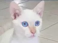 Branquinho