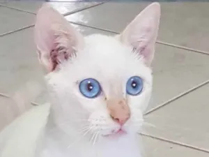 Gato raça Felino SRD idade 2 a 6 meses nome Branquinho