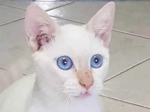 Gato ra a Felino SRD idade 2 a 6 meses nome Branquinho