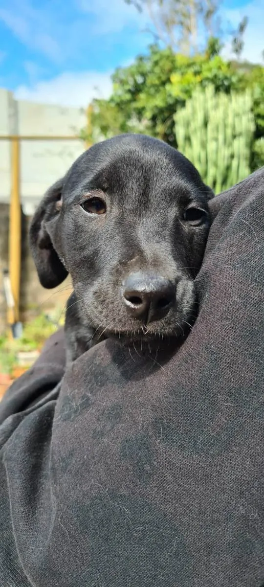 Cachorro ra a SRD idade 2 a 6 meses nome GIGANTE