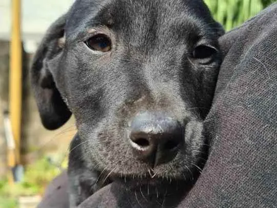 Cachorro ra a SRD idade 2 a 6 meses nome GIGANTE