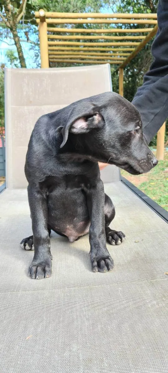 Cachorro ra a SRD idade 2 a 6 meses nome GIGANTE