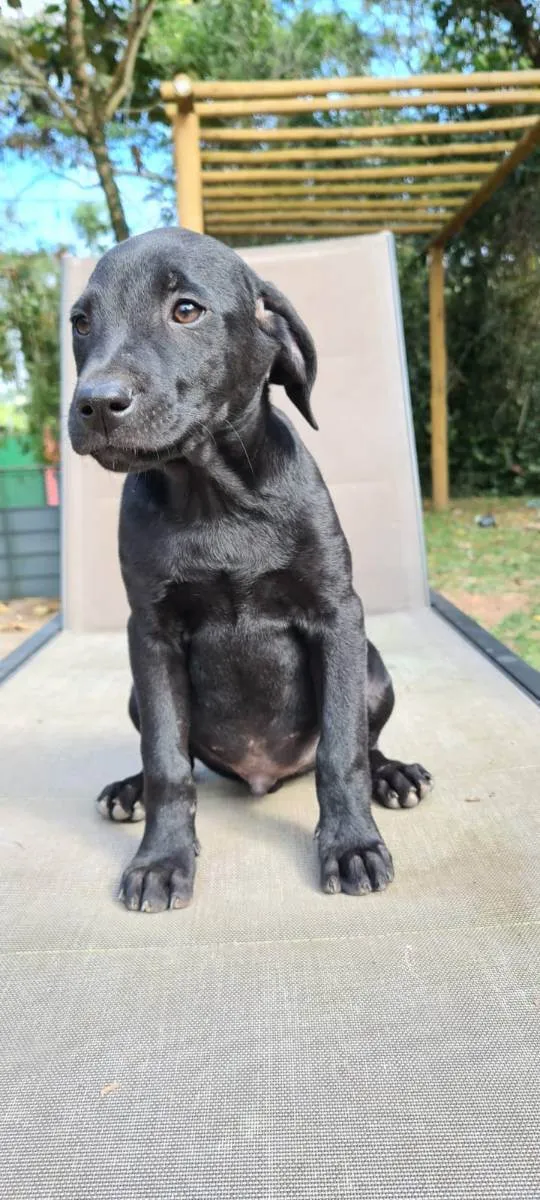 Cachorro ra a SRD idade 2 a 6 meses nome GIGANTE