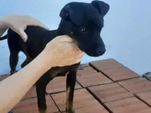 Cachorro raça Vira Lata idade 7 a 11 meses nome Kiara