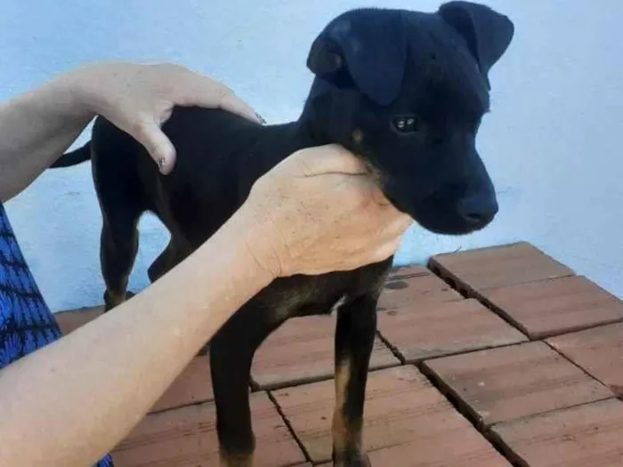 Cachorro ra a Vira Lata idade 7 a 11 meses nome Kiara