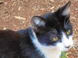 Gato raça Mestiço  idade 2 a 6 meses nome Luke 