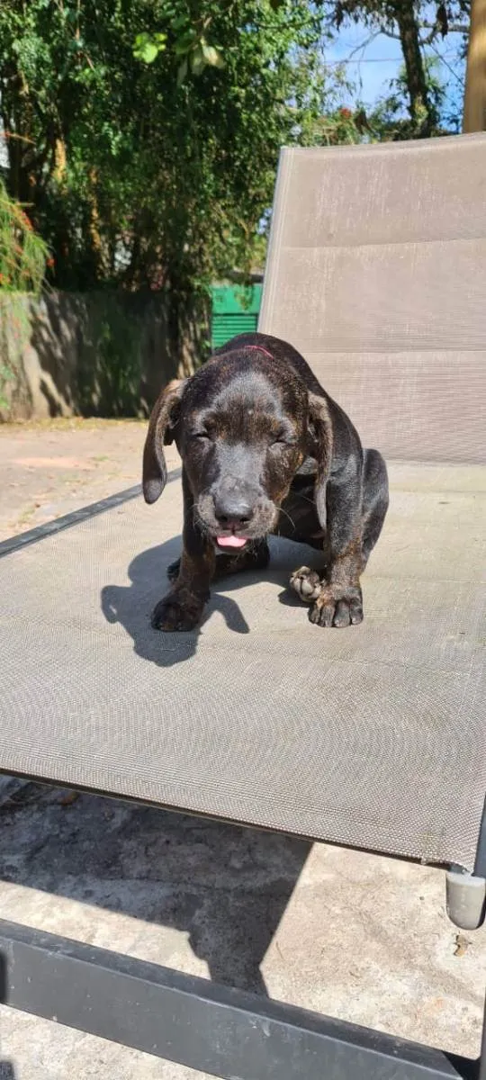 Cachorro ra a SRD idade 2 a 6 meses nome Pedrita