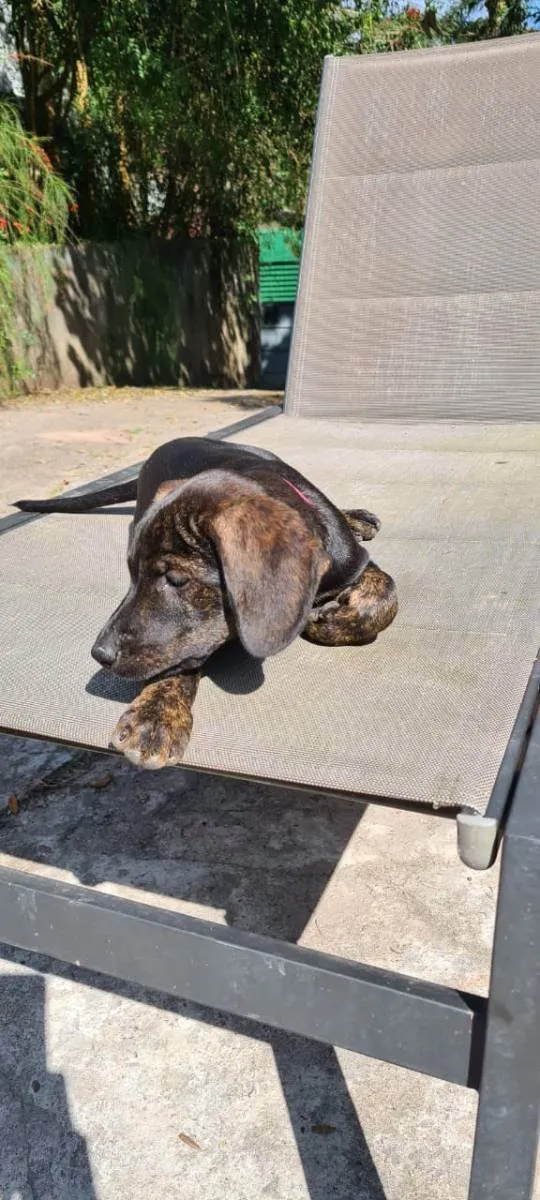 Cachorro ra a SRD idade 2 a 6 meses nome Pedrita