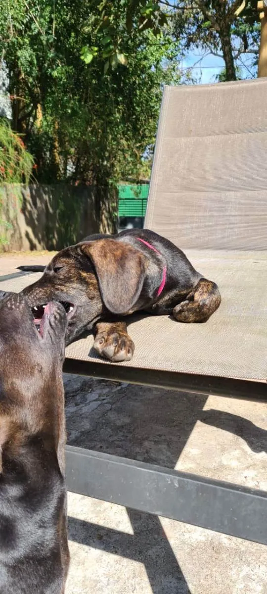 Cachorro ra a SRD idade 2 a 6 meses nome Pedrita