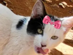 Gato raça Mestiça  idade 2 a 6 meses nome Cristal 