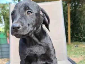 Cachorro raça SRD idade 2 a 6 meses nome GIGANTE