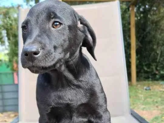 Cachorro ra a SRD idade 2 a 6 meses nome GIGANTE